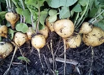 Afbeelding oogstperiode RADIJS, Gele Zeempjes